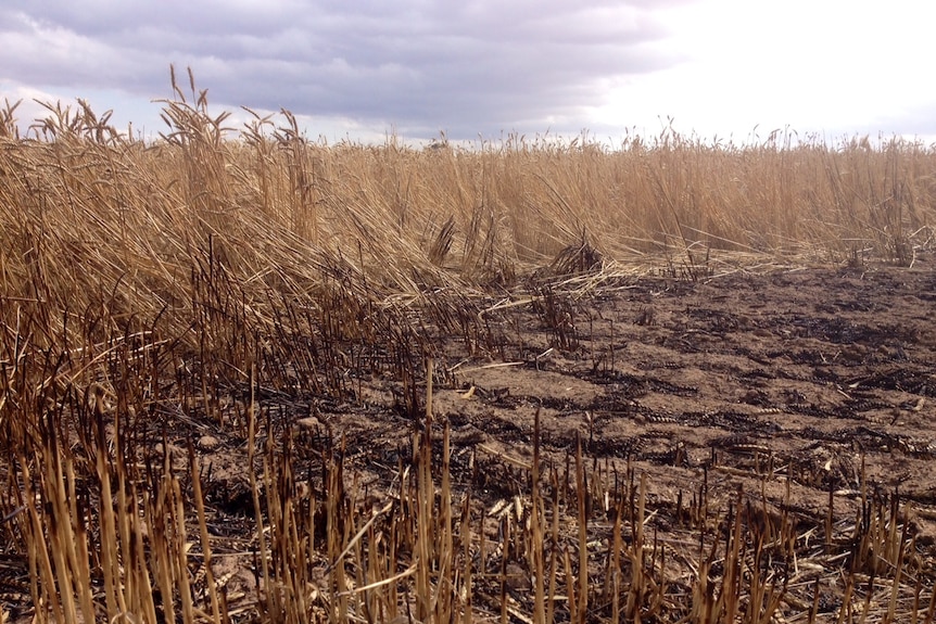 Black and burnt wheat lying on the ground with singed stubble and standing wheat in the background