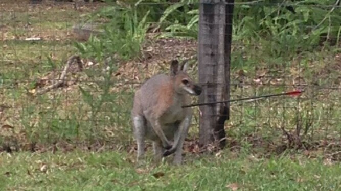 A wallaby with an arrow in its chest.
