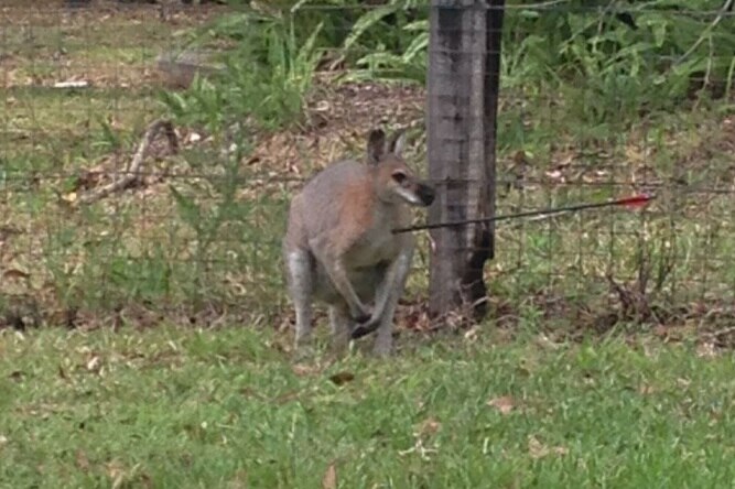 A wallaby with an arrow in its chest.