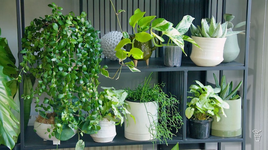 Indoor plants in pots on the shelves of a bench.