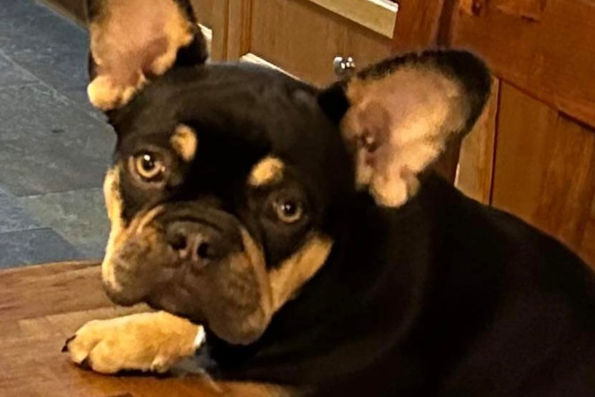 French bulldog puppy sits on the floor looking at camera