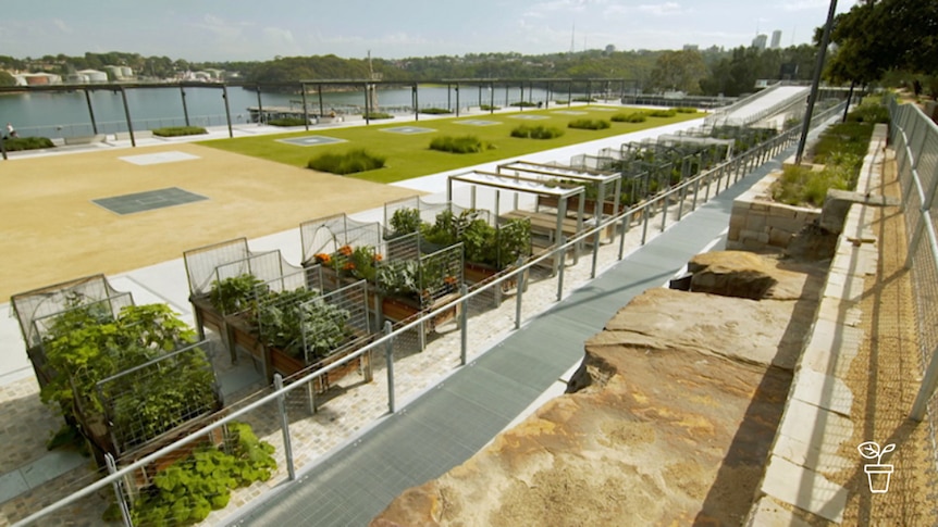 Re-ourposed industrial area on harbour with vegie garden beds in foreground