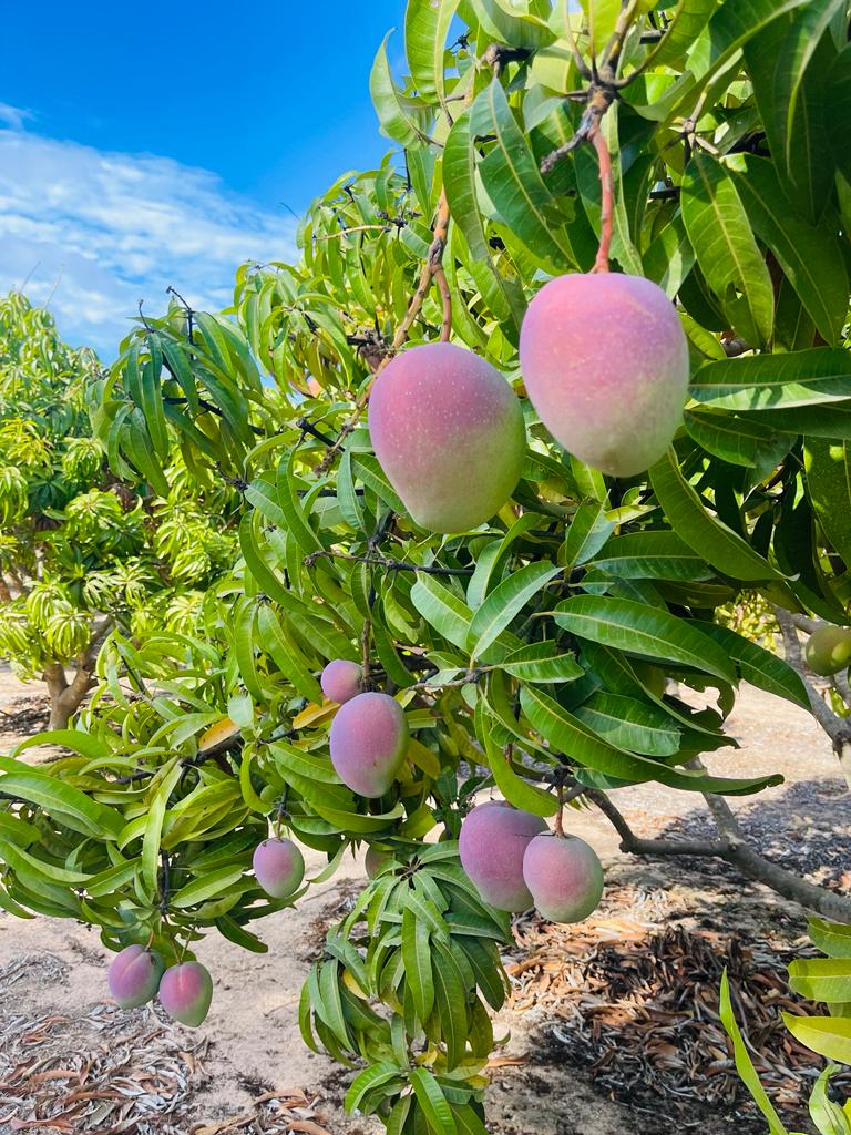 Um par de mangas em uma árvore em um pomar.