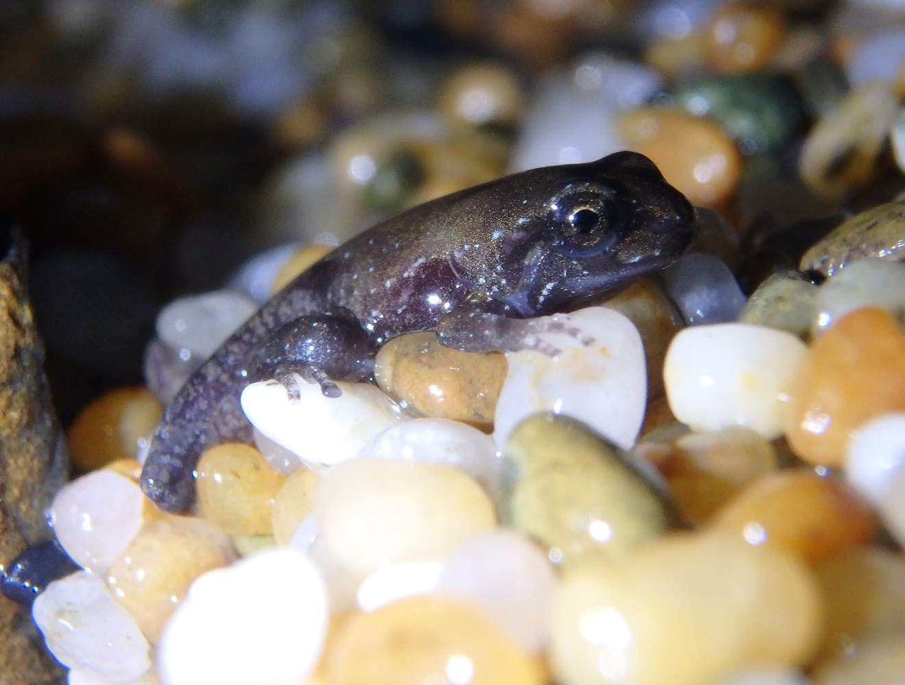 A dark grey froglet - which has just metamorphosed from a tadpole - looking very cute on some teeny, tiny pebbles