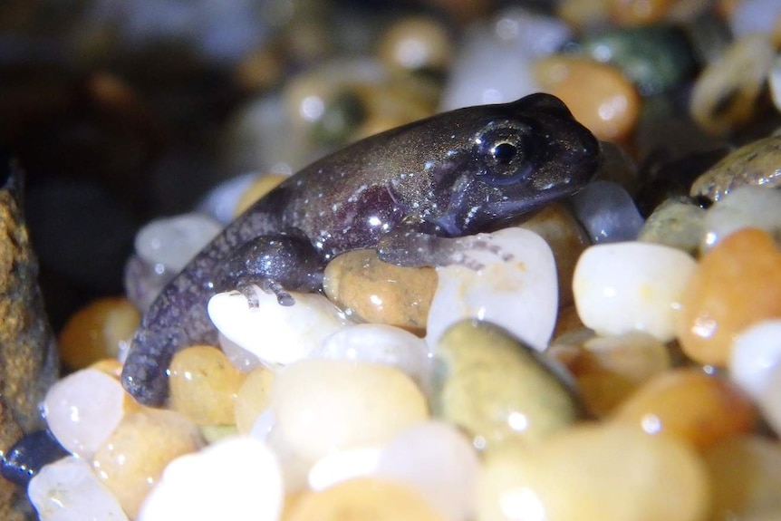 A dark grey froglet - which has just metamorphosed from a tadpole - looking very cute on some teeny, tiny pebbles