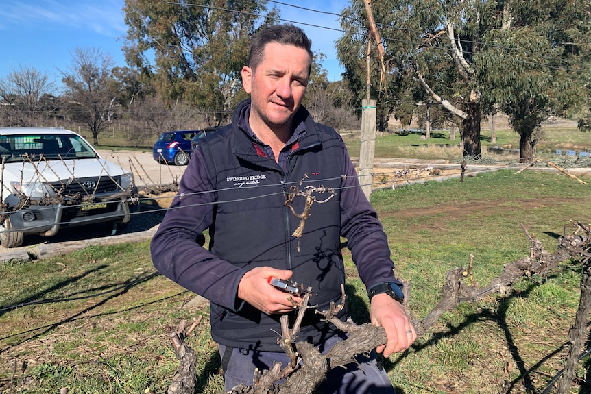 Man with a vest, with a tool clipping a vine in a vineyard