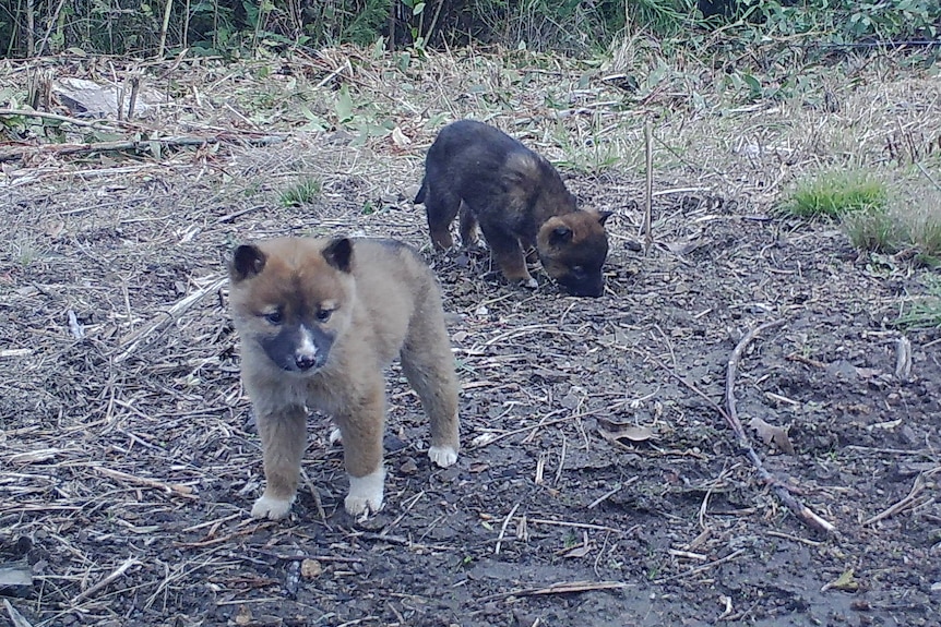 Dingo puppies WWF