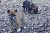 Dingo puppies WWF