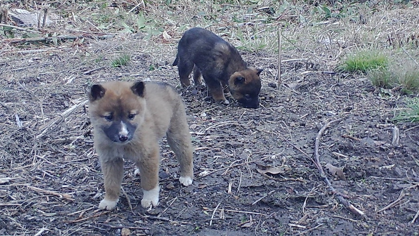 Dingo puppies WWF