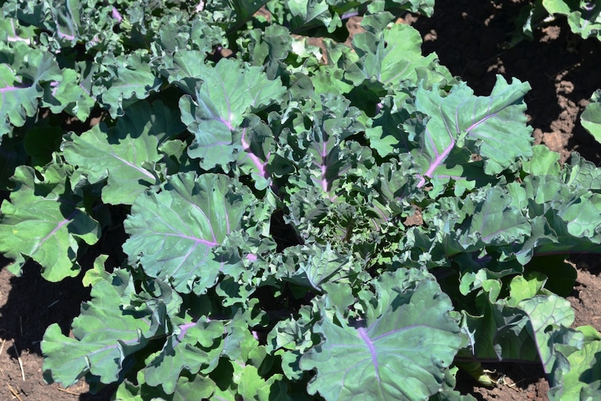 A growing kale sprout