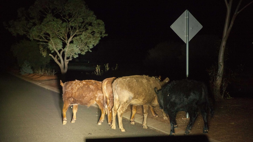 A group of cattle being herded on the streets of Laverton, WA.
