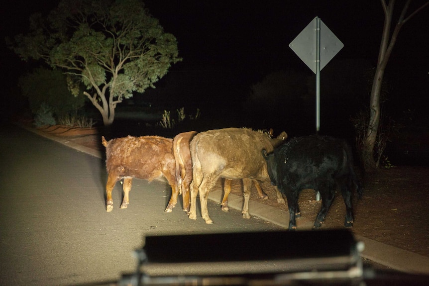 A group of cattle being herded on the streets of Laverton, WA.