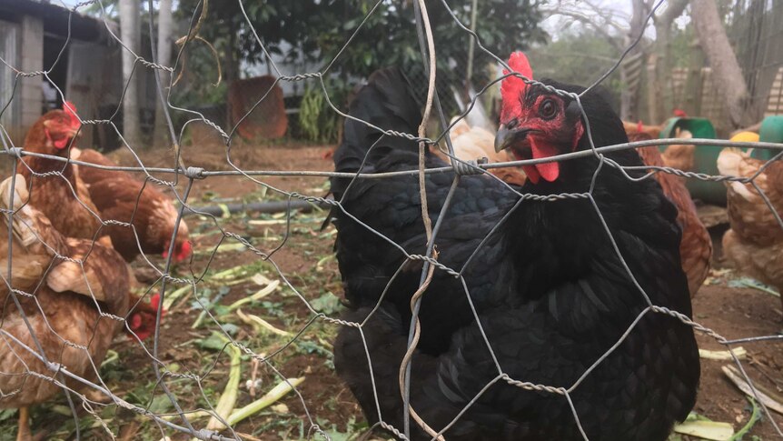 Chicken look out of their wired coop