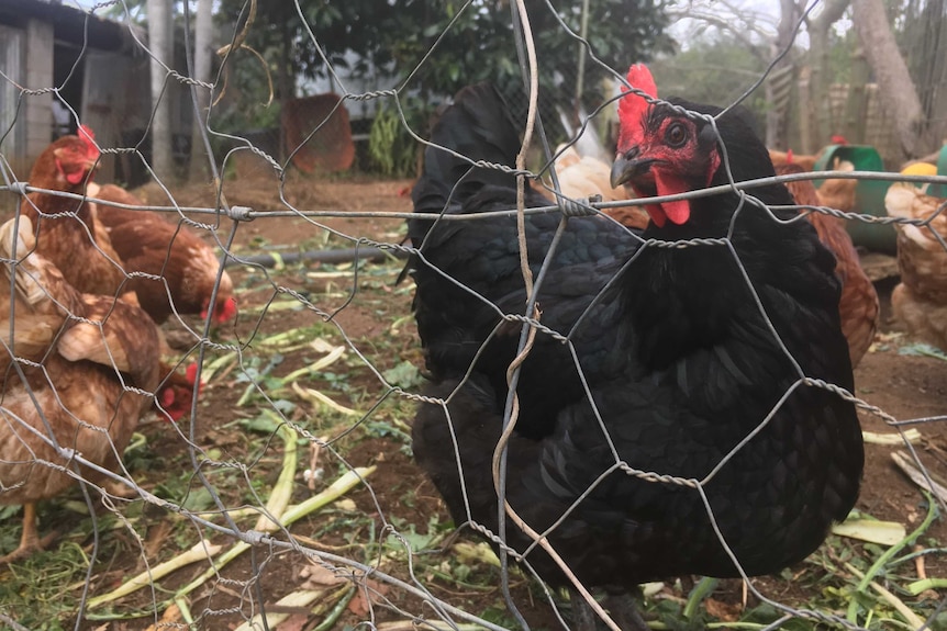 Chicken look out of their wired coop