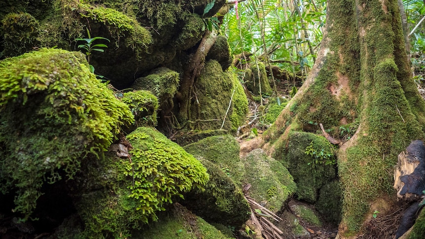 a narrow rocky trail through a tropical rainforest