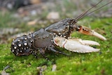 A freshwater crayfish on moss.