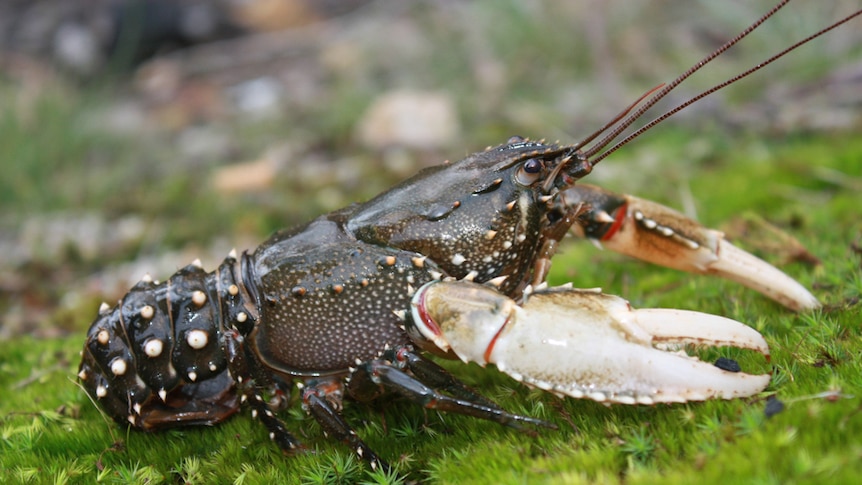 A freshwater crayfish on moss.