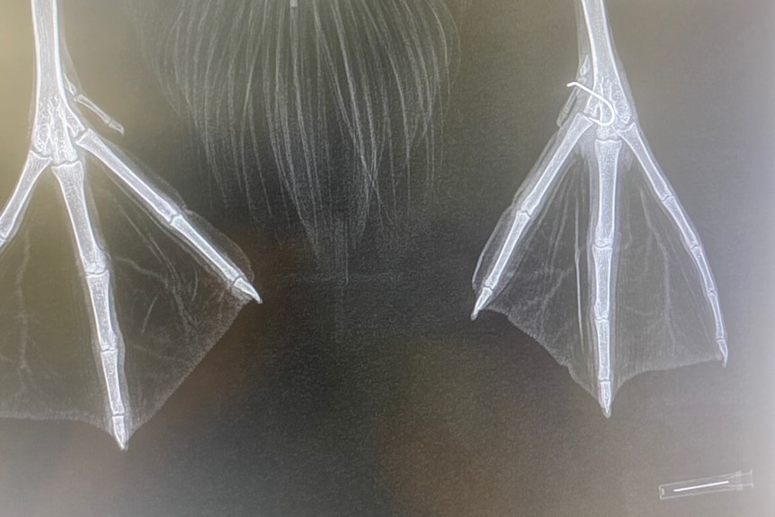 Xray of a swan's feet with a fish hook in the left foot