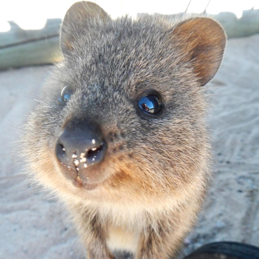 A close-up of a quokka looking at the camera.