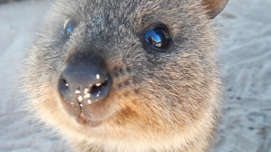 A close-up of a quokka looking at the camera.