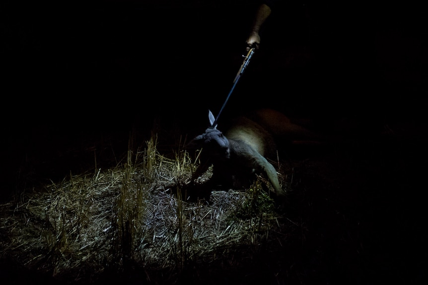 A gun is held to the head of a roo.