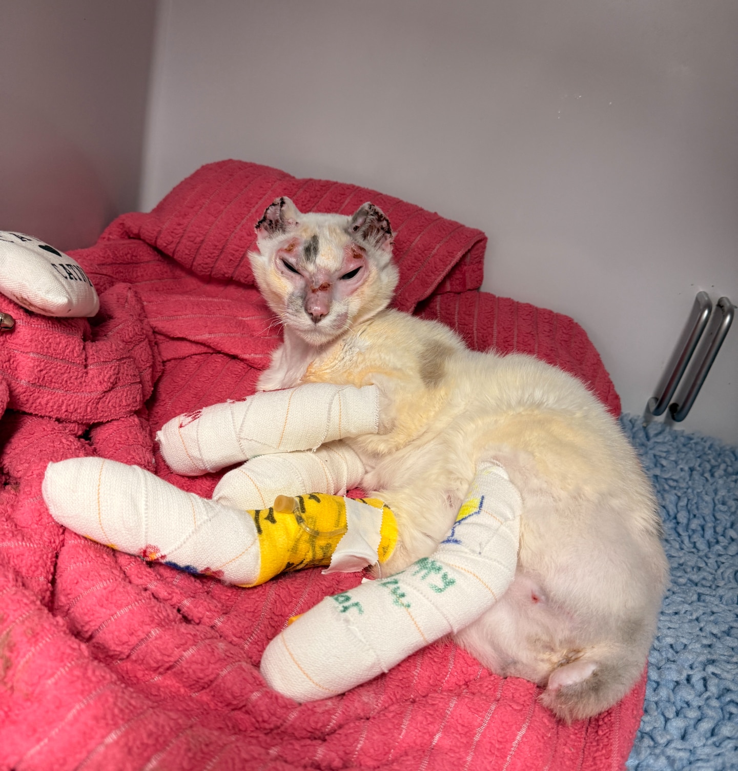 Un gato con las patas vendadas y la cara quemada.