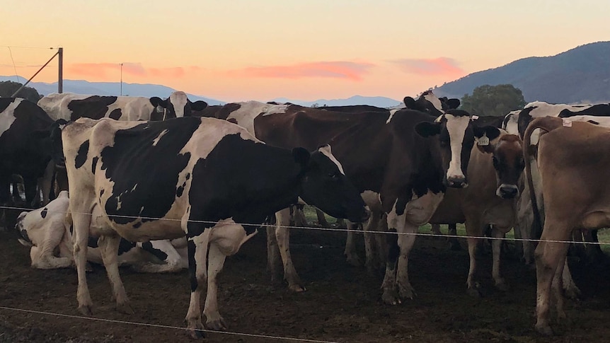 Picture of dairy cows underneath a early morning sky