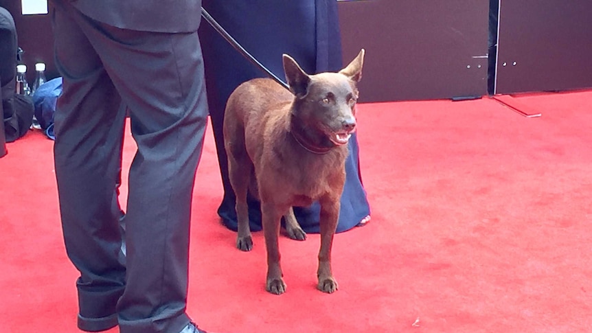 A cattle dog gets walked on a leash down the red carpet.
