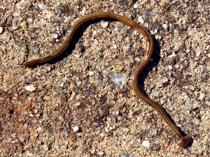 A land planarian, or hammerhead worm.