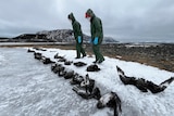 Two researchers in green hazmat suits inspecting a line of dead skua carcasses.