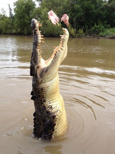 Jumping crocodile