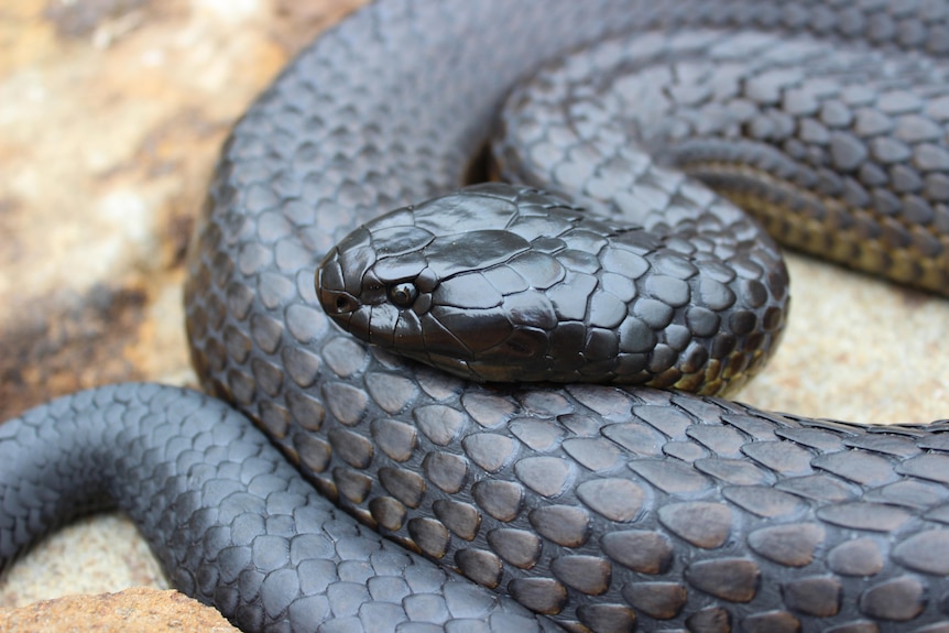 Close up of tiger snake coild up, it is black. It's head is centred in the photo.