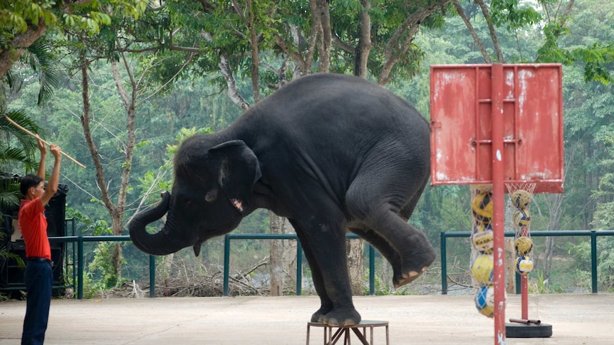 Performing elephant, animal cruelty