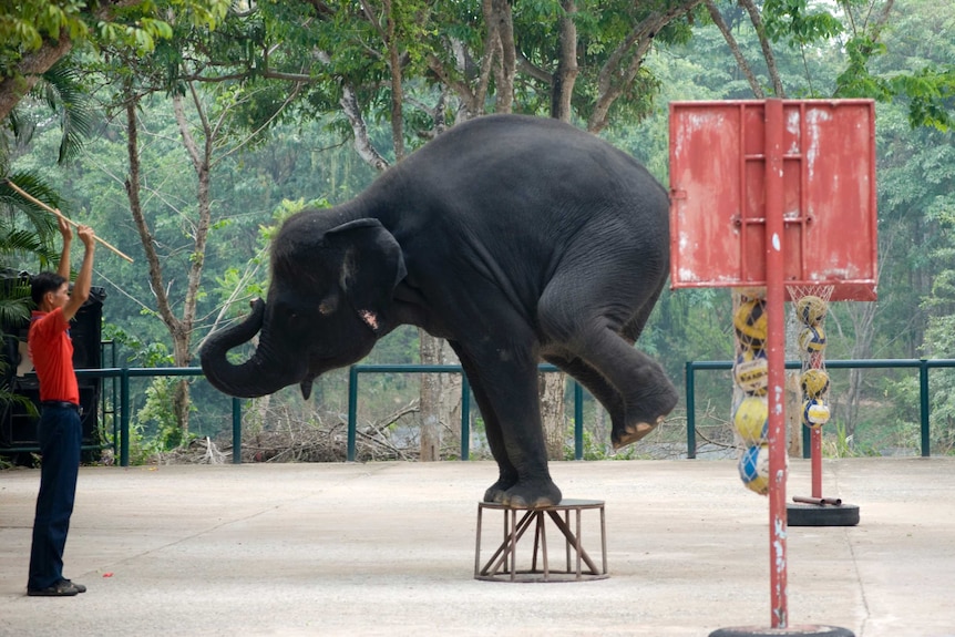 Performing elephant, animal cruelty