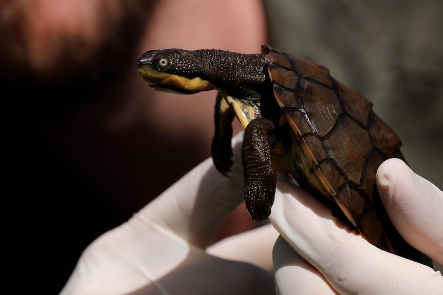 A small brown turtle with a yellow strip in a person's hand.