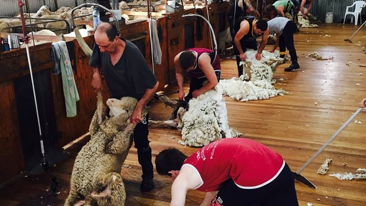 People shearing at Pooginook Station near Jerilderie