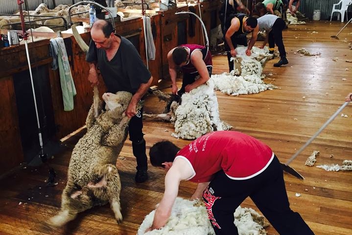 People shearing at Pooginook Station near Jerilderie