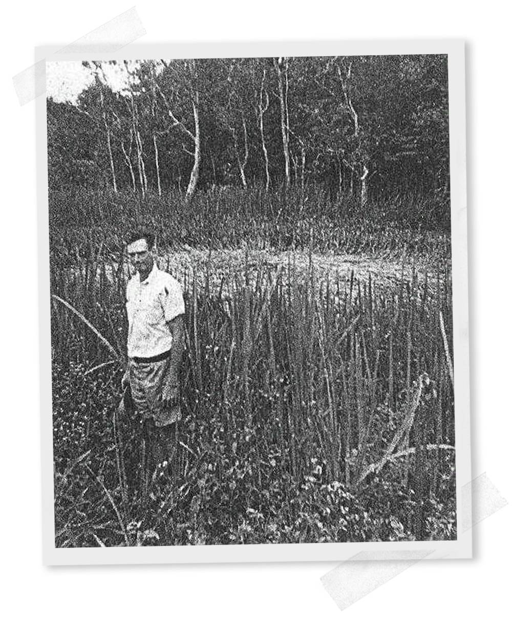 A black and white photograph of George Pedley with the saucer nest in 1966.