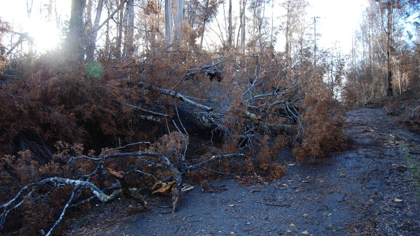 Burnt trees along the Western Explorer Road, aka The Road to Nowhere