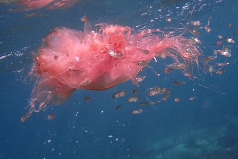 A pink lion mane jellyfish surrounded by little fish off Shelly Beach, Cronulla