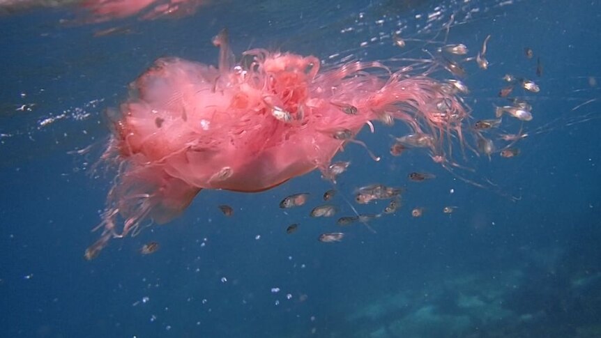 A pink lion mane jellyfish surrounded by little fish off Shelly Beach, Cronulla