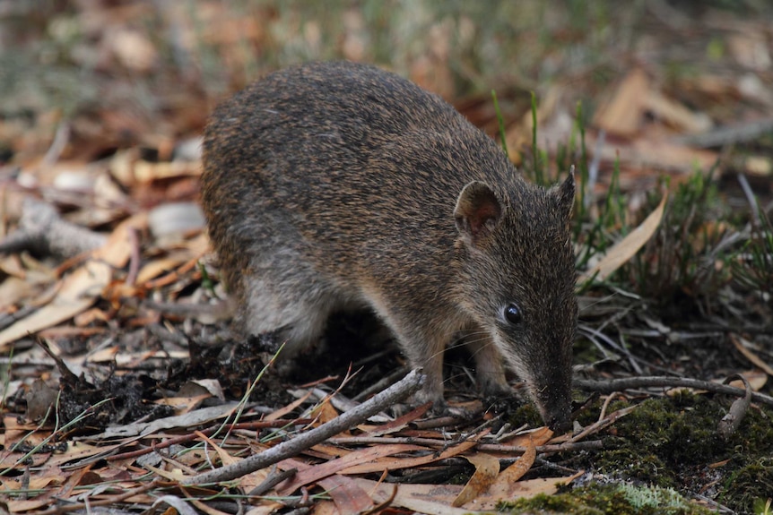 Southern brown bandicoot, Isoodon obesulus obesulus