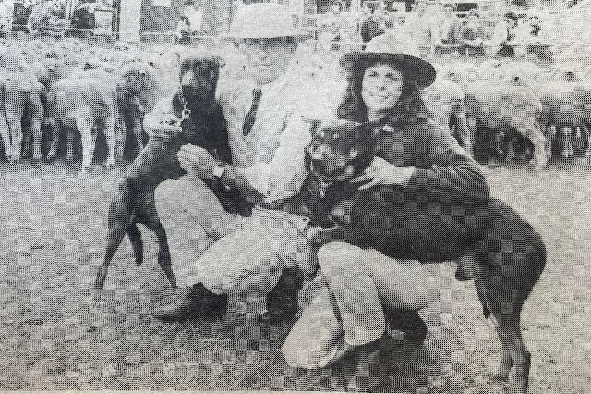 A black and white news clipping of two working dog trainers and black working dogs in front of a sheep mob,