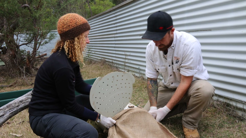 Dr Sam Fox, Save the Tasmanian Tiger devil program, removing devil from a trap.