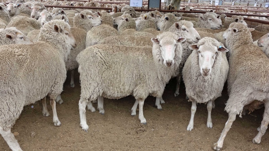 flock of sheep