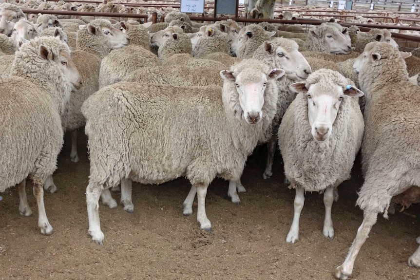 Sheep on sale in Cooma
