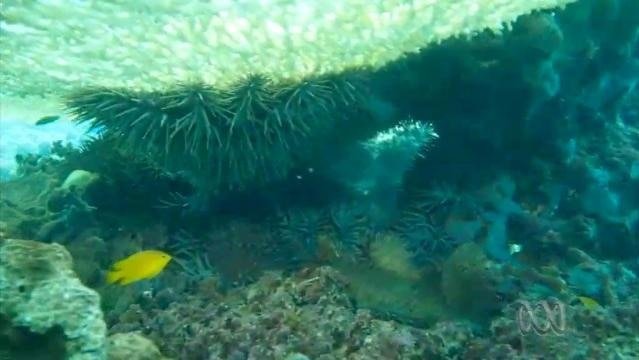 Crown-of-Thorns starfish on a coral reef