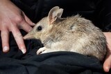 Little marsupial with pointed nose on black cloth with person's hands holding it