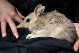 Little marsupial with pointed nose on black cloth with person's hands holding it