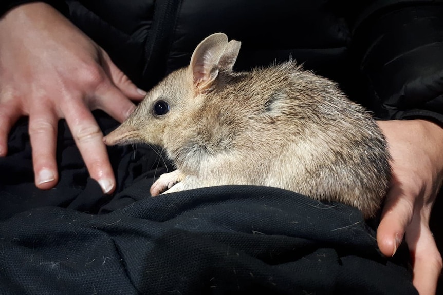 Little marsupial with pointed nose on black cloth with person's hands holding it